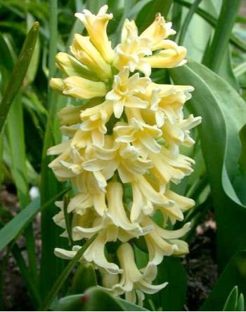 Hyacinthus orientalis 'City of Harlem' PB 10